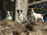 &Agrave; vendre : 3 chiots Jack Russell Terriers LOF
