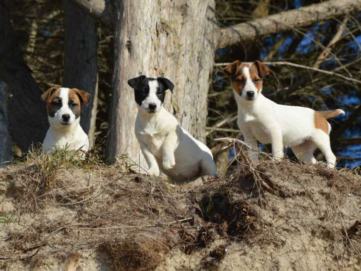 À vendre : 3 chiots Jack Russell Terriers LOF