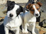 &Agrave; vendre : 3 chiots Jack Russell Terriers LOF