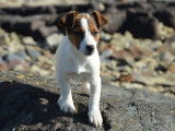 &Agrave; vendre : 3 chiots Jack Russell Terriers LOF