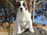 &Agrave; vendre : 3 chiots Jack Russell Terriers LOF