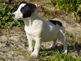 &Agrave; vendre : 3 chiots Jack Russell Terriers LOF