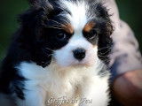 3 chiots Cavaliers King Charles mâles à acheter (LOF)