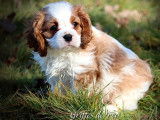 3 chiots Cavaliers King Charles mâles à acheter (LOF)