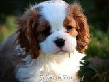 3 chiots Cavaliers King Charles mâles à acheter (LOF)
