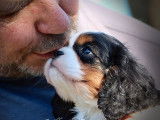 3 chiots Cavaliers King Charles mâles à acheter (LOF)