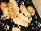 10 chiots Golden Retrievers à la réservation