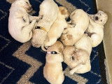 10 chiots Golden Retrievers à la réservation