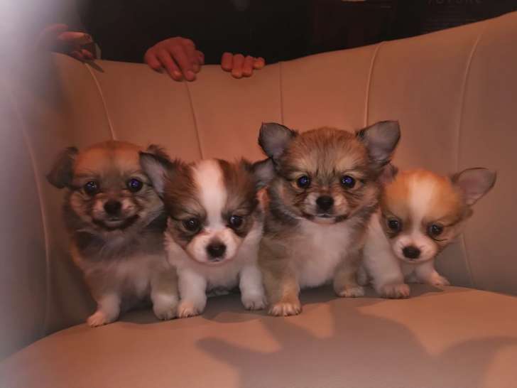 Magnifiques chiots PomChi à vendre