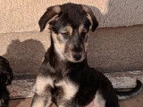 Chiot femelle noir et beige à donner