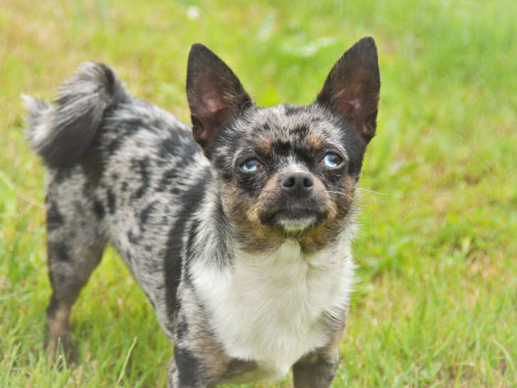 De type Chihuahua disponible pour saillie