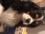 Cavalier King Charles Spaniel disponible pour saillie