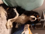 Cavalier King Charles Spaniel disponible pour saillie