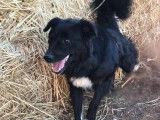 Chien noir et blanc à adopter