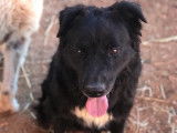 Chien noir et blanc à adopter