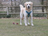 Chien Golden Retriever de 9 ans à adopter