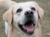 Chien Golden Retriever de 9 ans à adopter