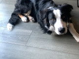 Chien Border Collie Mâle à donner
