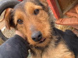 Chienne croisée Airedale Terrier à donner