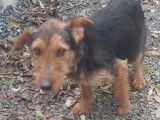 Chienne croisée Airedale Terrier à donner