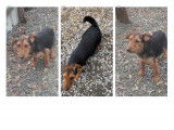 Chienne croisée Airedale Terrier à donner