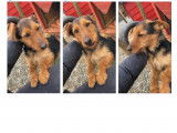 Chienne croisée Airedale Terrier à donner