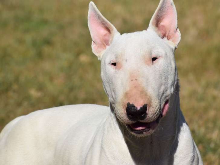 Un chien Bull Terrier LOF disponible pour saillie