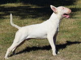 Un chien Bull Terrier LOF disponible pour saillie