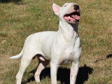 Un chien Bull Terrier LOF disponible pour saillie