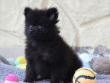 Un chiot mâle Spitz Allemand Nain LOF à acheter