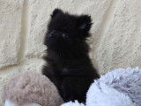 Un chiot mâle Spitz Allemand Nain LOF à acheter