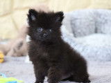 Un chiot mâle Spitz Allemand Nain LOF à acheter