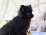 Un chiot mâle Spitz Allemand Nain LOF à acheter