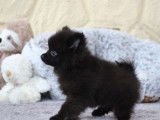 Un chiot mâle Spitz Allemand Nain LOF à acheter