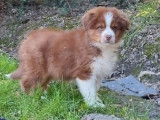&Agrave; vendre : un chiot Berger Australien m&acirc;le tricolore LOF