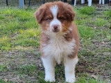 &Agrave; vendre : un chiot Berger Australien m&acirc;le tricolore LOF