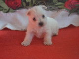 Réservation pour 6 chiots West Highland White Terriers LOF
