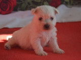 Réservation pour 6 chiots West Highland White Terriers LOF
