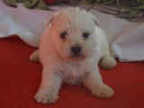 Réservation pour 6 chiots West Highland White Terriers LOF