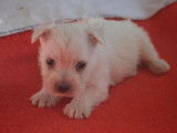 Réservation pour 6 chiots West Highland White Terriers LOF