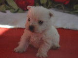 Réservation pour 6 chiots West Highland White Terriers LOF