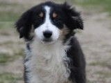Chiot Berger Australien mâle Noir Tricolore LOF à vendre