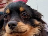 Chiot mâle à adopter