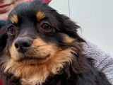 Chiot mâle à adopter