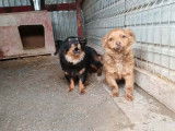Chiot mâle à adopter