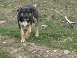 Chiot mâle noir à donner