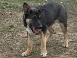 Chiot mâle noir à donner