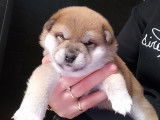 Chiots Shiba Inu à réserver