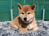 Chiots Shiba Inu à réserver