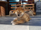 Chiots Shiba Inu à réserver